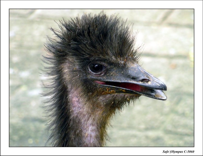 2005 - 08 - KUL - parc animalier  - 53.JPG